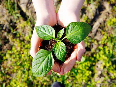 植物イメージ｜ザ・パークハウス代々木大山