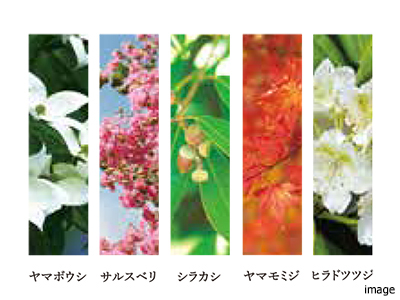植栽5種｜ザ・パークハウス代々木大山